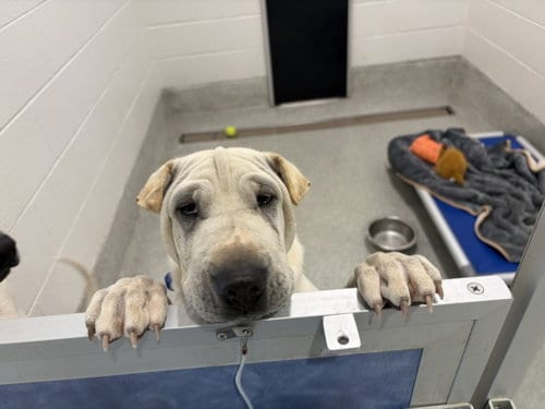 Photo of Wolfie, adoptable Chinese Shar-Pei in Fort Collins, Colorado