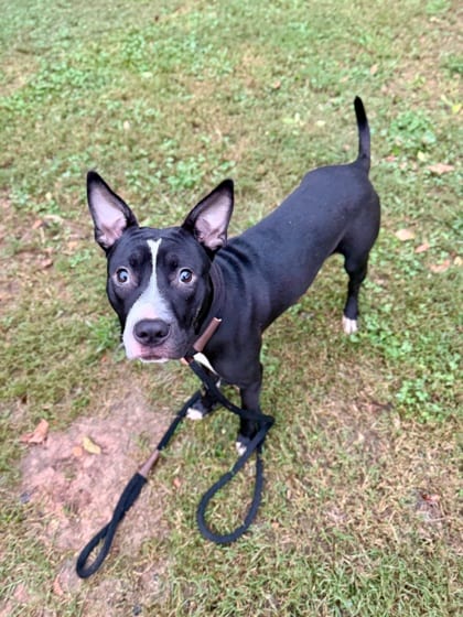 Photo of DJ, adoptable dog in Chamblee, Georgia