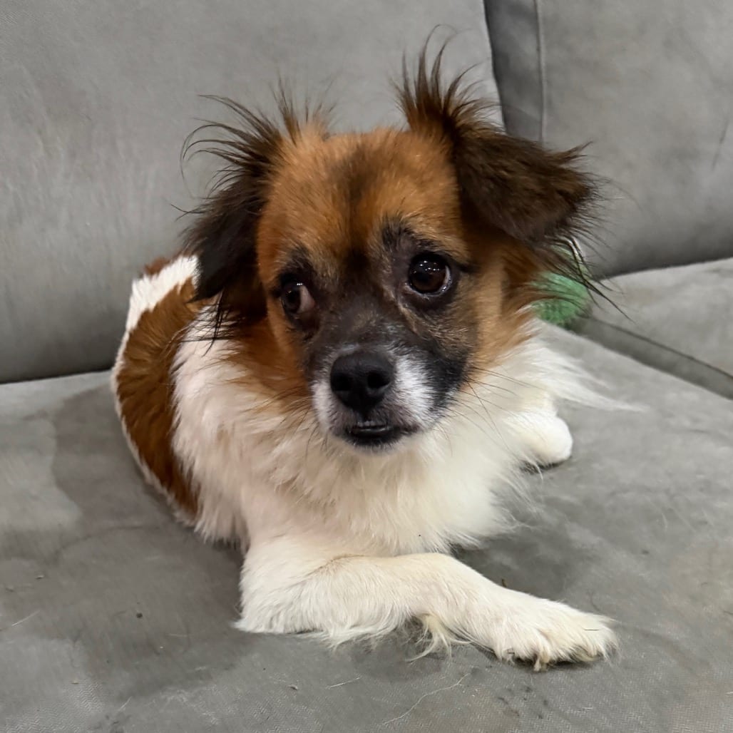 Photo of Chopstick, adoptable Mixed Breed (Small) in West Chester, Pennsylvania