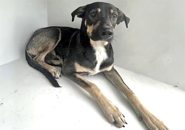 Photo of Senior German Shepherd Dog mix, adoptable German Shepherd Dog mix in Houston, Texas