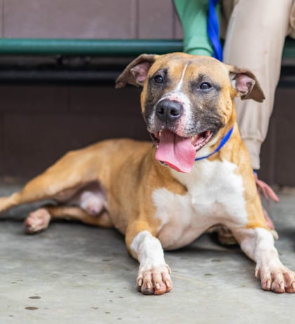 Photo of Melvin, adoptable dog in Chamblee, Georgia
