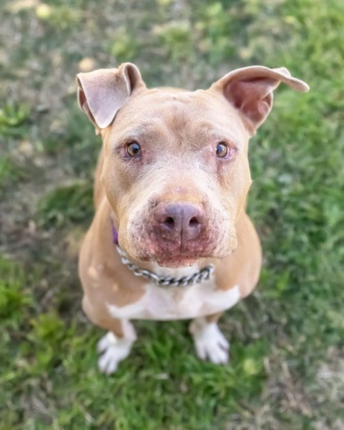 Photo of Betty White, adoptable Shar Pei in Chandler, Arizona