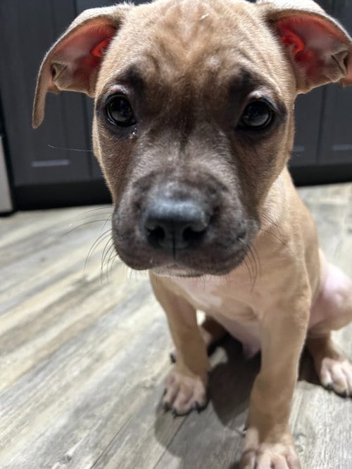 Photo of Sunny Side Up, adoptable Pit Bull Terrier in Phoenix, Arizona