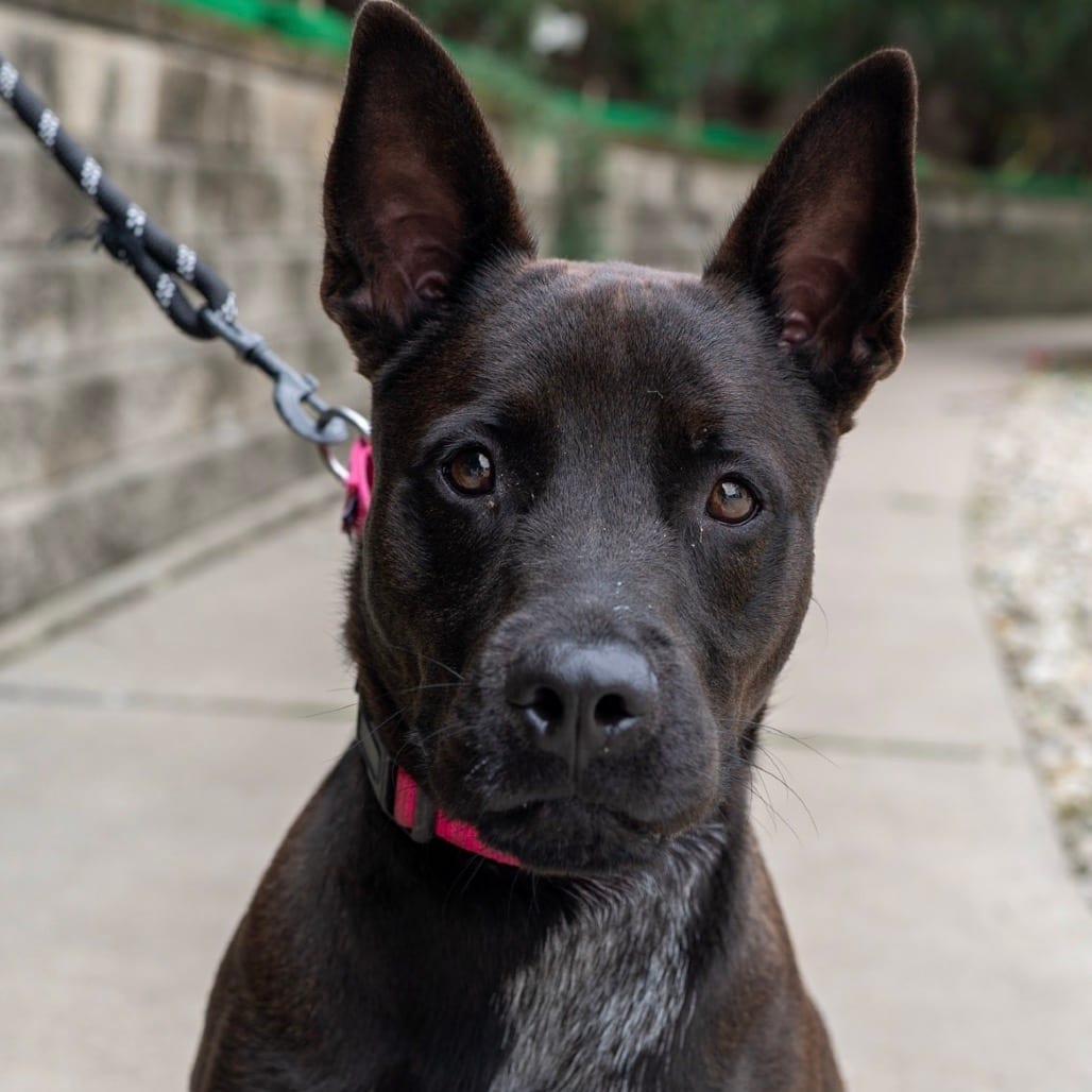 Photo of Tucker, adoptable Cattle Dog / Mix in Riverwoods, Illinois