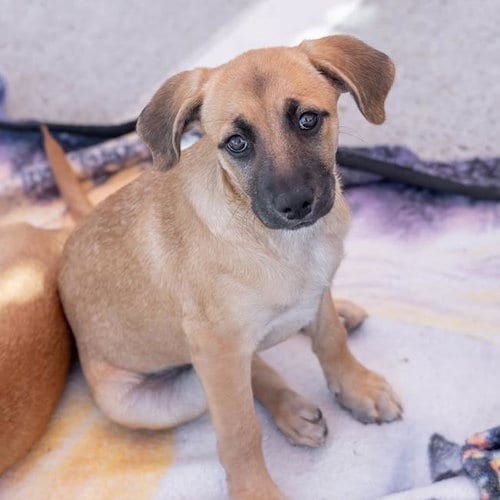 Photo of Lego Pup - Galaxy, adoptable Chihuahua in San Diego, California
