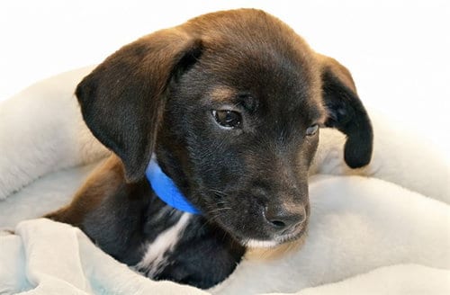 Photo of Gizmo, adoptable Labrador Retriever in Ft Lauderdale, Florida
