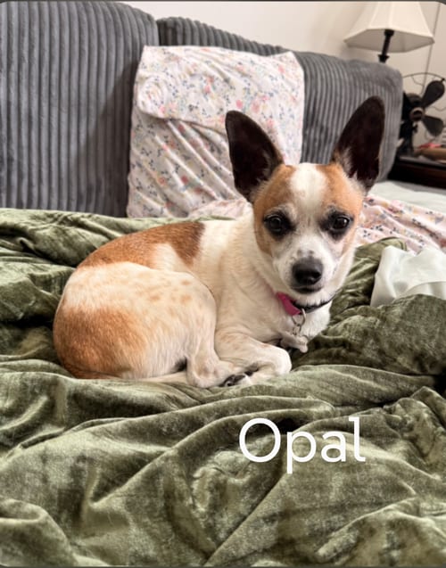 Photo of Opal, adoptable Chihuahua in Sioux Falls, South Dakota