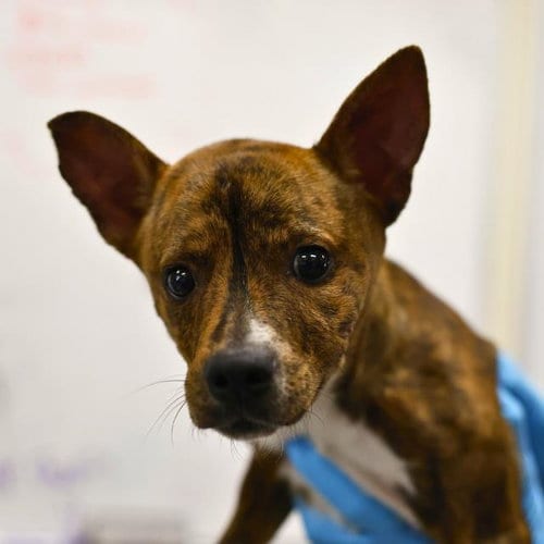 Photo of Mikasa, adoptable Terrier in San Antonio, Texas
