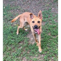 Photo of Jax, adoptable German Shepherd Dog Hound (Unknown Type) in Medfield, Massachusetts