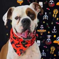 Photo of Enzo, adoptable Boxer in Santa Maria, California