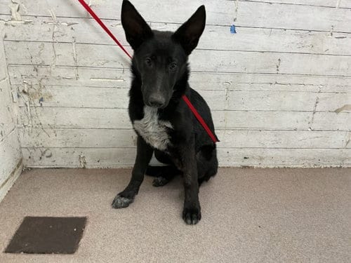 Photo of Theodore, adoptable German Shepherd Dog in San Bernardino, California