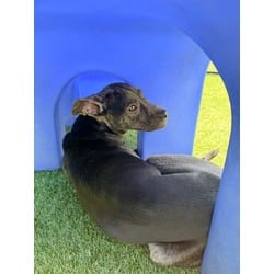 Photo of Bean, adoptable Mixed Breed (Medium) in Baton Rouge, Louisiana