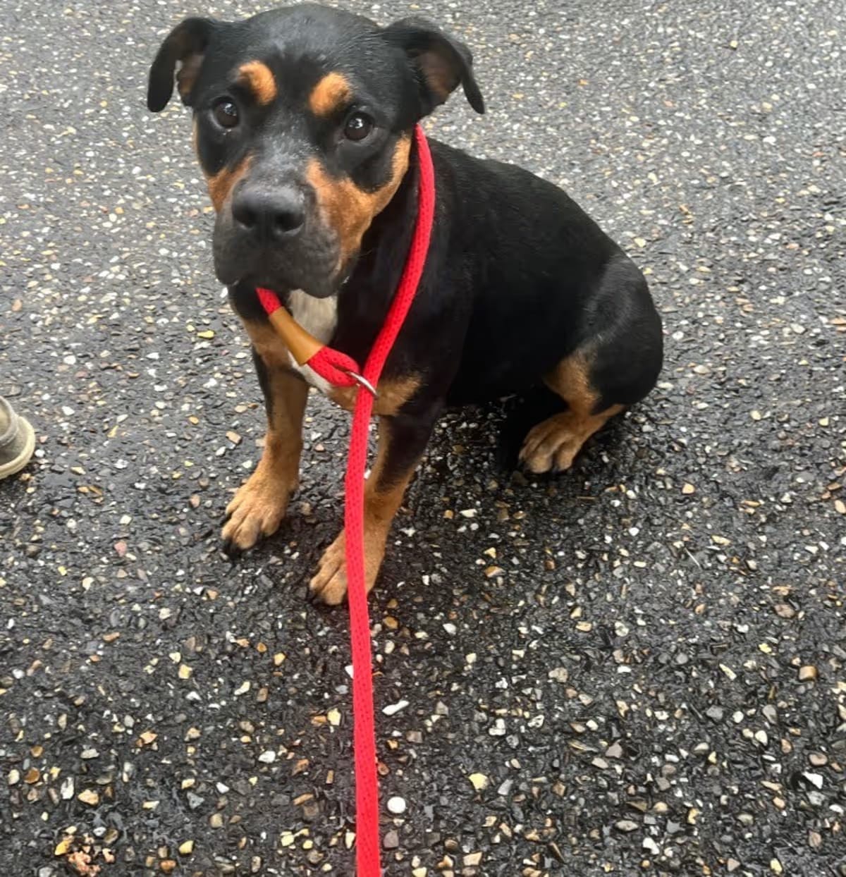 Photo of Gretchin, adoptable Rottweiler in Benton, Arkansas
