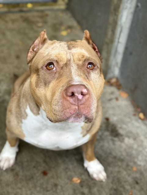 Photo of Freya, adoptable American Bulldog in Chicago, Illinois