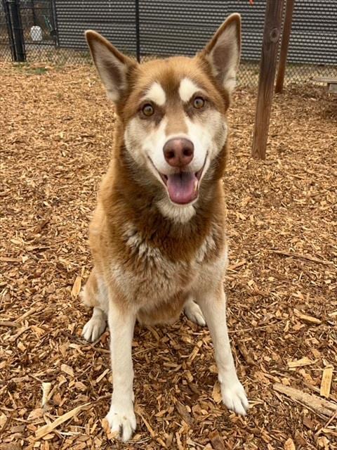 Photo of Luna, adoptable Siberian Husky in Santa Cruz, California