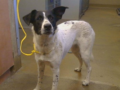 Photo of Kira, adoptable Border Collie in Sacramento, California