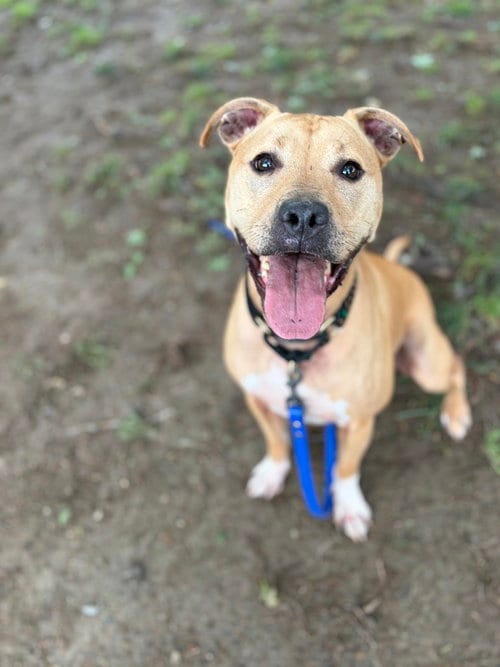 Photo of AC - Duke (NY), adoptable Pit Bull Terrier in Brewster, New York