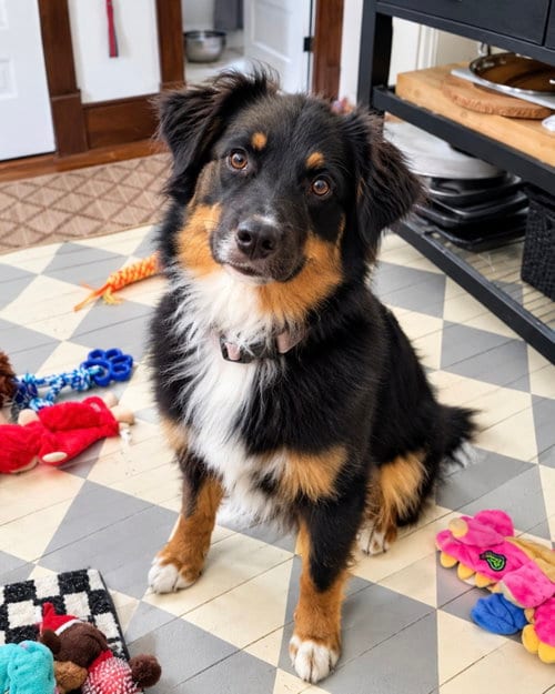 Photo of Fanta, adoptable Australian Shepherd in Monticello, New Jersey