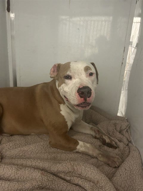 Photo of Mark, adoptable Pit Bull Terrier in Martinez, California