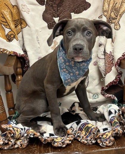 Photo of Tinker Bell, adoptable Retriever, Labrador/Terrier, Pit Bull in Bakersfield, California