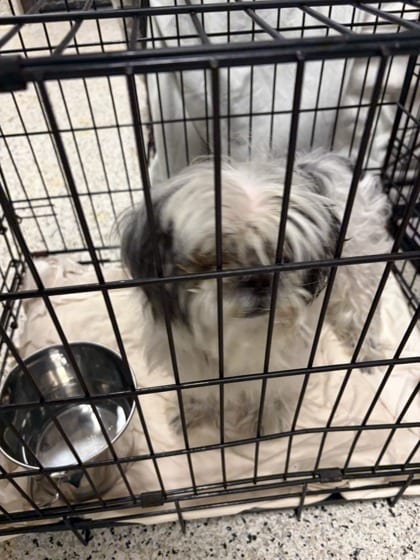 Photo of Cookie Chip, adoptable dog in Atlanta, Georgia