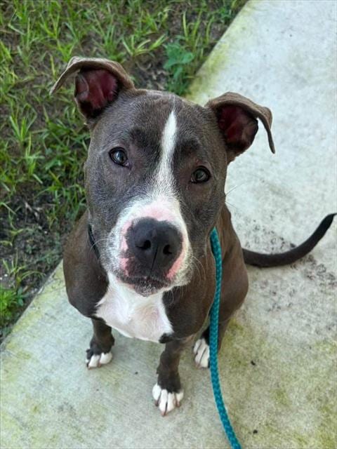 Photo of Lillie, adoptable dog in Palmetto, Florida