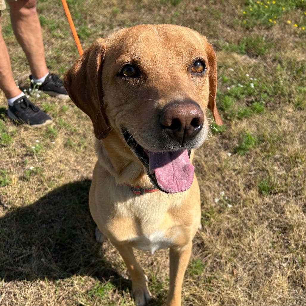 Photo of Rex, adoptable Mixed Breed (Large) in St. Cloud, Minnesota