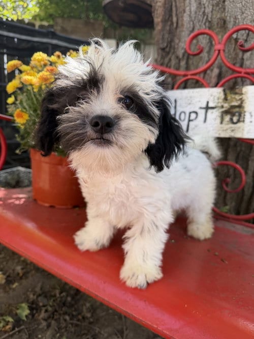 Photo of River, adoptable Shih Tzu in Sioux Falls, South Dakota