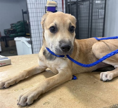Photo of Lucy, adoptable Labrador Retriever in Houston, Texas