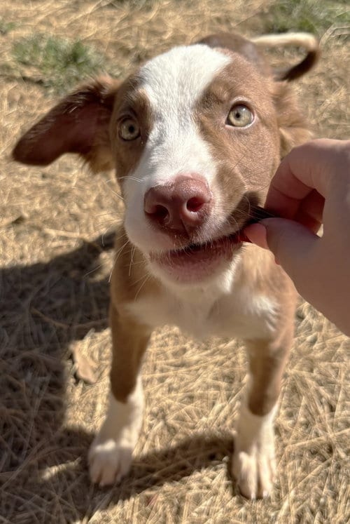 Photo of Huckleberry Pie, adoptable American Pit Bull Terrier in Wetumpka, Alabama