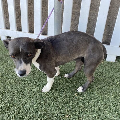 Photo of A615333, adoptable Parson Russell Terrier in Modesto, California