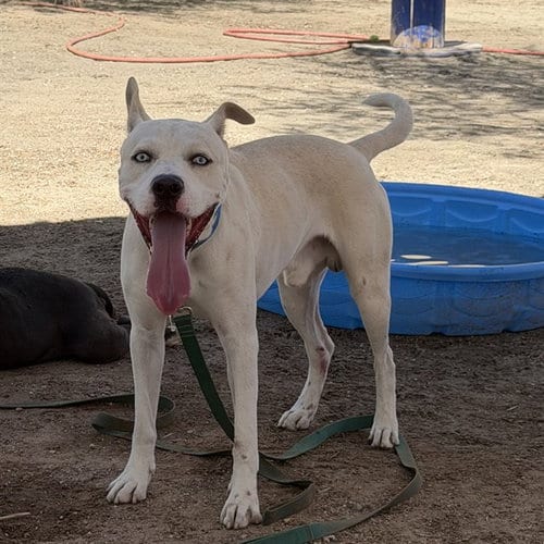 Photo of Rex, adoptable Pit Bull Terrier in Thousand Palms, California
