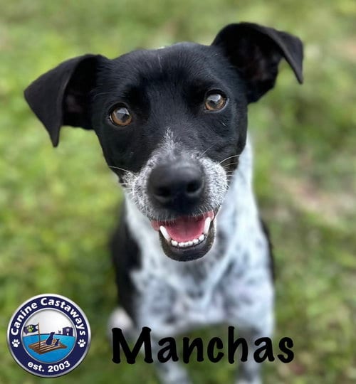 Photo of Manchas, adoptable Rat Terrier in Arcadia, Florida