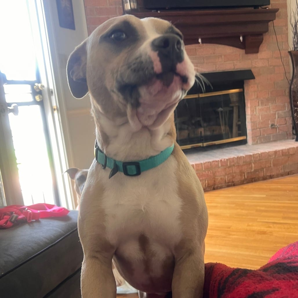 Photo of BO, adoptable Mixed Breed (Medium)