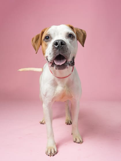 Photo of Wanda, adoptable dog in Atlanta, Georgia