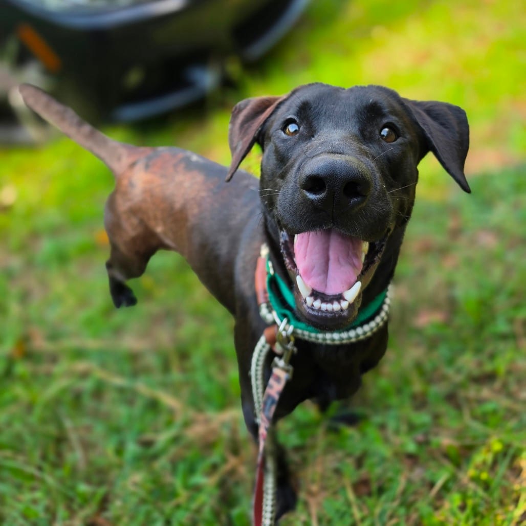 Photo of Sage, adoptable Retriever, Chocolate Labrador in Greensboro, North Carolina