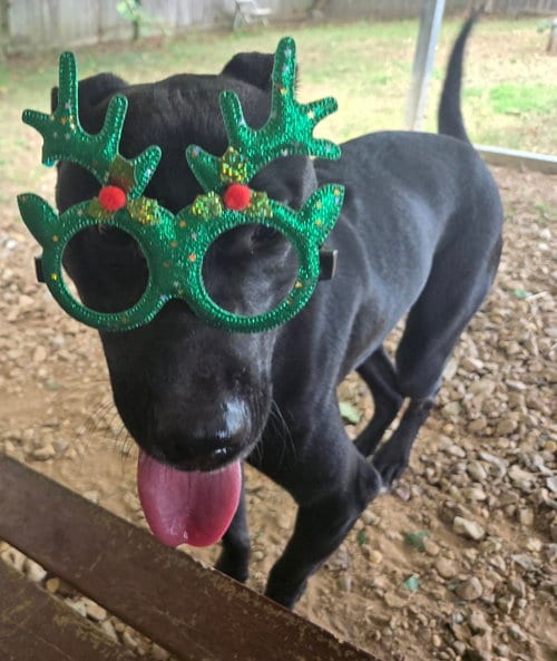 Photo of Eric Cartmen, adoptable Unknown breed (short coat) in Jackson, Mississippi