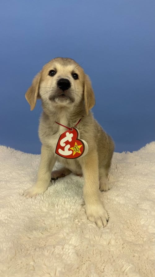 Photo of Batty Bat, adoptable Great Pyrenees in Phoenix, Arizona