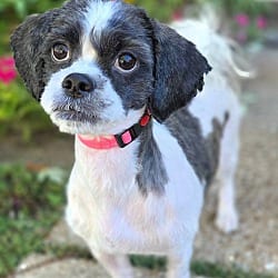 Photo of GiGi, adoptable Shih Tzu in Bridgeton, Missouri