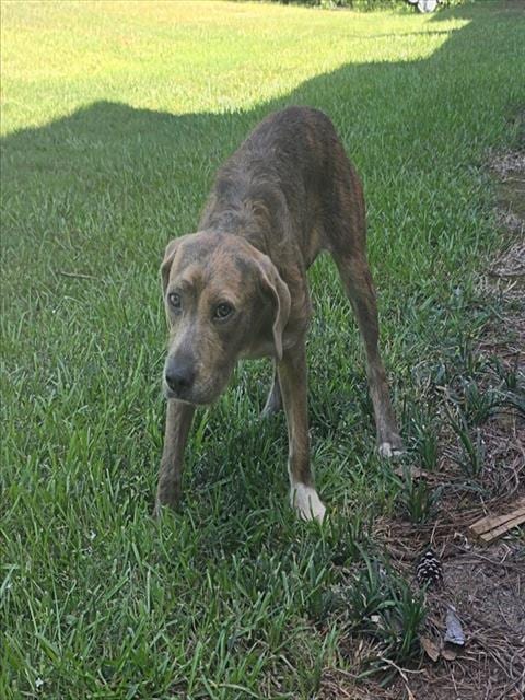 Photo of Claire, adoptable Airedale Terrier in Grovetown, Georgia