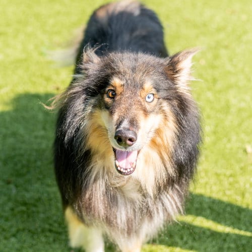 Photo of Nikolai, adoptable Collie in Hilton Head, South Carolina