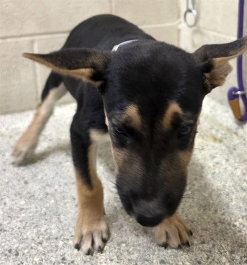 Photo of A432196, adoptable Labrador Retriever in Conroe, Texas