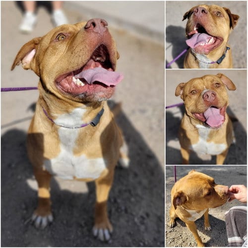 Photo of Apollo, adoptable American Staffordshire Terrier in Monte Vista, Colorado