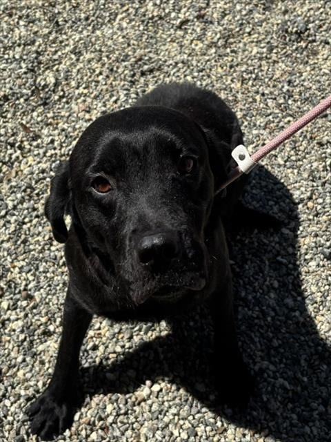Photo of Coca-Cola, adoptable Labrador Retriever in Palmetto, Florida