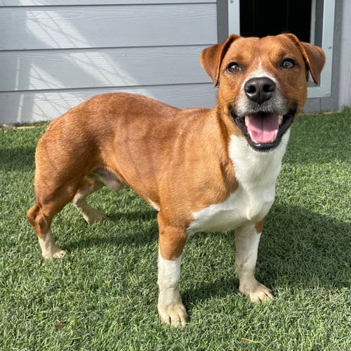 Photo of Mr. Red, adoptable Beagle in Gun Barrel City, Texas