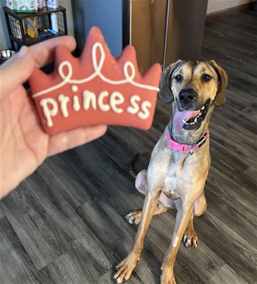 Photo of Darla, adoptable Great Dane in Ames, Iowa