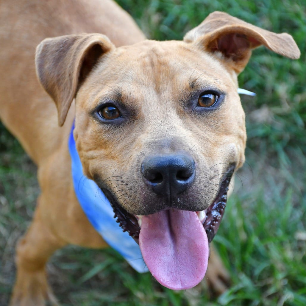 Photo of Orzo, adoptable Terrier, Pit Bull in Beaumont, Texas