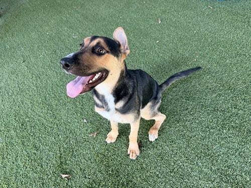 Photo of Charlee, adoptable German Shepherd Dog in Garland, Texas