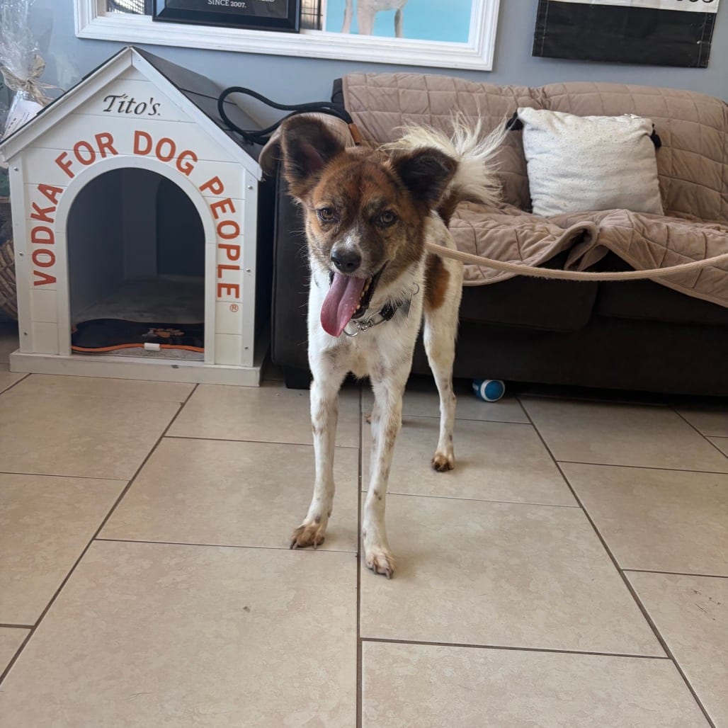 Photo of Singkhon, adoptable Mixed Breed (Medium) / Mixed Breed (Medium) in Patchogue, New York