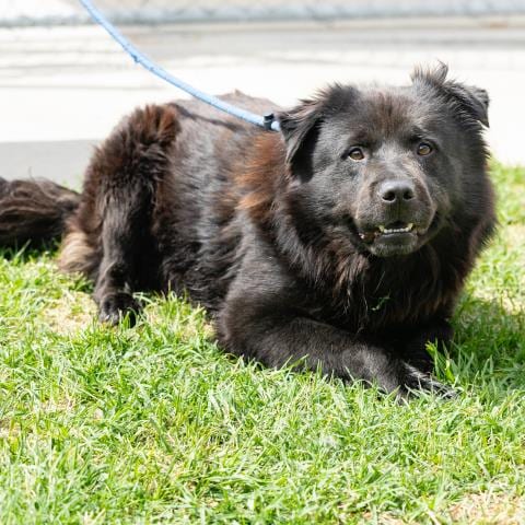 Photo of Antony, adoptable Chow Chow in Camarillo, California